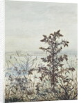 Thistles and Weeds, 1864 by Leon Bonvin