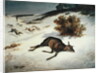 Hind Forced Down in the Snow, 1866 by Gustave Courbet