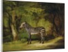 A Zebra, 1763 by George Stubbs