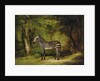A Zebra, 1763 by George Stubbs