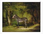 A Zebra, 1763 by George Stubbs