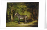 A Zebra, 1763 by George Stubbs