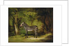 A Zebra, 1763 by George Stubbs