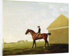 Turf, c.1765 by George Stubbs