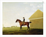 Turf, c.1765 by George Stubbs