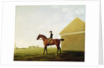 Turf, c.1765 by George Stubbs