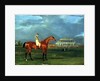 Memnon with William Scott Up, 1825 by John Frederick Herring Snr
