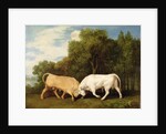 Bulls Fighting, 1786 by George Stubbs