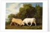 Bulls Fighting, 1786 by George Stubbs