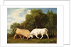 Bulls Fighting, 1786 by George Stubbs