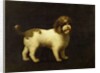 A Water Spaniel, 1769 by George Stubbs