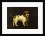 A Water Spaniel, 1769 by George Stubbs