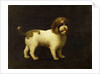 A Water Spaniel, 1769 by George Stubbs