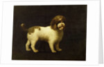 A Water Spaniel, 1769 by George Stubbs
