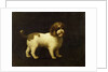A Water Spaniel, 1769 by George Stubbs