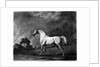 Mambrino by George Stubbs