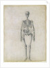 The Human Skeleton, anterior view by George Stubbs
