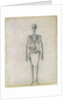 The Human Skeleton, anterior view by George Stubbs