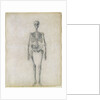 The Human Skeleton, anterior view by George Stubbs