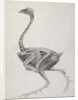 Fowl: Lateral View, Deeply Disecting by George Stubbs