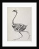 Fowl: Lateral View, Deeply Disecting by George Stubbs