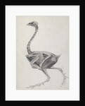 Fowl: Lateral View, Deeply Disecting by George Stubbs