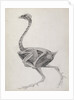 Fowl: Lateral View, Deeply Disecting by George Stubbs