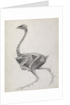 Fowl: Lateral View, Deeply Disecting by George Stubbs