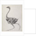 Fowl: Lateral View, Deeply Disecting by George Stubbs