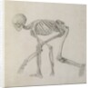 Human Skeleton: Lateral view in Crouching Posture, 18th century by George Stubbs