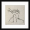 Human Skeleton: Lateral view in Crouching Posture, 18th century by George Stubbs