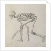 Human Skeleton: Lateral view in Crouching Posture, 18th century by George Stubbs