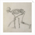 Human Skeleton: Lateral view in Crouching Posture, 18th century by George Stubbs