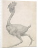 Fowl: Lateral view with Most Feathers Removed by George Stubbs