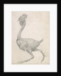 Fowl: Lateral view with Most Feathers Removed by George Stubbs