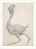 Fowl: Lateral view with Most Feathers Removed by George Stubbs