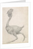 Fowl: Lateral view with Most Feathers Removed by George Stubbs