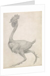 Fowl: Lateral view with Most Feathers Removed by George Stubbs