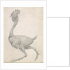 Fowl: Lateral view with Most Feathers Removed by George Stubbs