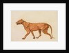 Tiger, Lateral View, Skin Removed by George Stubbs