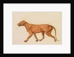 Tiger, Lateral View, Skin Removed by George Stubbs
