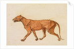 Tiger, Lateral View, Skin Removed by George Stubbs
