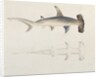 A Hammer-headed Shark, Loheia, formerly attributed to James Bruce by Luigi Balugani
