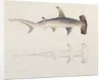A Hammer-headed Shark, Loheia, formerly attributed to James Bruce by Luigi Balugani