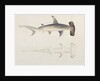 A Hammer-headed Shark, Loheia, formerly attributed to James Bruce by Luigi Balugani