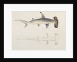 A Hammer-headed Shark, Loheia, formerly attributed to James Bruce by Luigi Balugani
