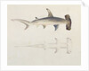 A Hammer-headed Shark, Loheia, formerly attributed to James Bruce by Luigi Balugani