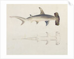 A Hammer-headed Shark, Loheia, formerly attributed to James Bruce by Luigi Balugani
