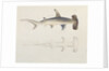 A Hammer-headed Shark, Loheia, formerly attributed to James Bruce by Luigi Balugani