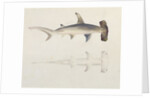 A Hammer-headed Shark, Loheia, formerly attributed to James Bruce by Luigi Balugani